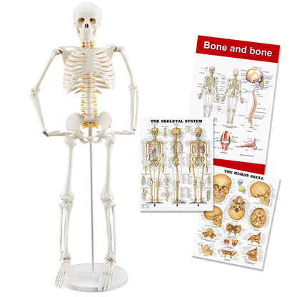 TYRRDE 33.4-Inch Human Skeleton Model – Mini Skeleton Anatomy Model with Nerves, Removable Arms & Legs, Scientific Study Painted Skeleton Model for Clear, Realistic Details with Display Base (Beige)