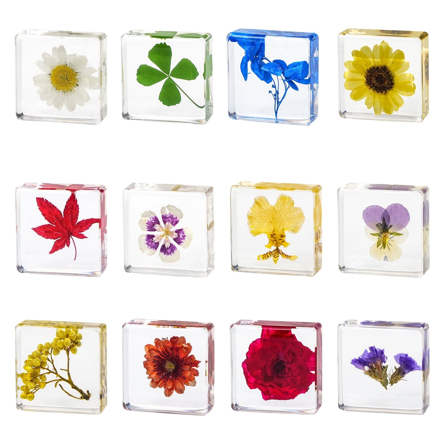 12 Pcs Flower Paperweight, Real Flower Specimen Pressed Flowers in Resin, Botanical Paperweights for Desk Decor, Science Education & Unique Display Supplies (12 Pcs Flower Set 3)