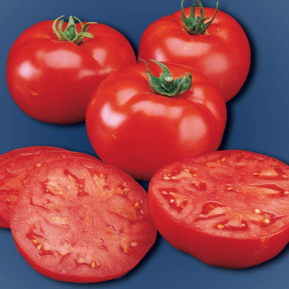 50 Burpee 'Supersteak' Hybrid | Large Red Beefsteak Slicing Tomato | Seeds