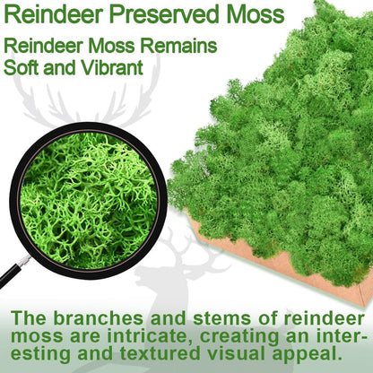 TCYPUHL Preserved Reindeer Moss Set, 14 oz, Green, Dark Green, Yellow Green and Emerald Green Craft Moss for Potted Plants, Fairy Gardens, DIY Wall Art, Floral Arrangements and Holiday Table Decor