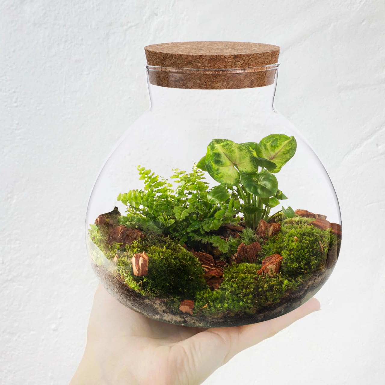 Glass Terrarium Bottle with Cork Lid, Round Jar for Micro Landscape DIY Plant Terrarium Moss Crafts Home Decor Kitchen Storage Container, 5.90X6.29X5.90 Inch