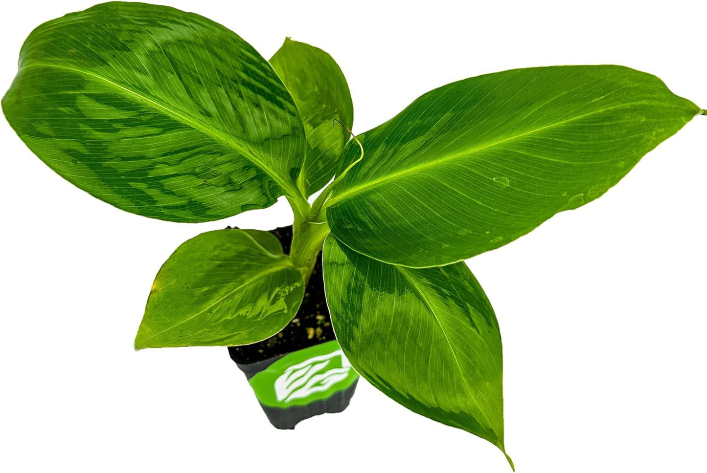 Truly Tiny Banana Live Plant - Musa 'Truly Tiny' by Wellspring Gardens - Petite Beauty, Edible Bananas, Red