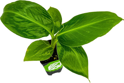 Truly Tiny Banana Live Plant - Musa 'Truly Tiny' by Wellspring Gardens - Petite Beauty, Edible Bananas, Red