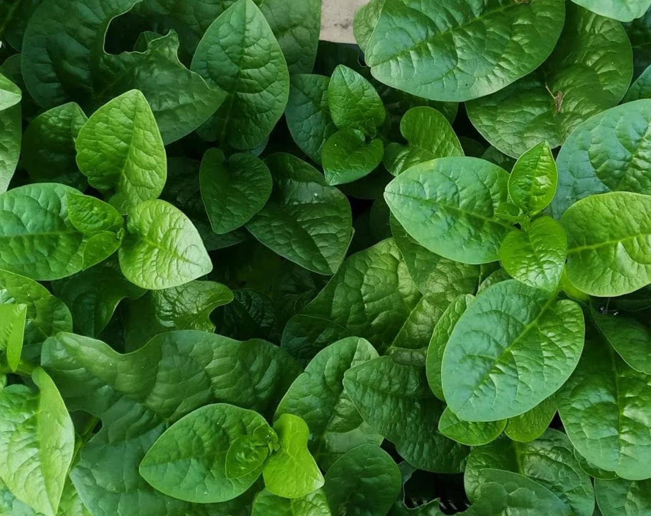 Generic 120+ Malabar Spinach Seeds for Planting