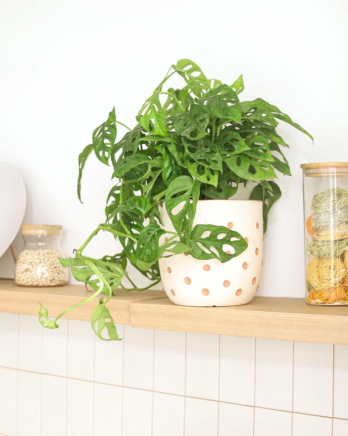 (4" Monstera Adansonii 'Swiss Cheese' Minimalist Pot w. Saucer) - Air-Purifying Houseplant with White Flowers - Live