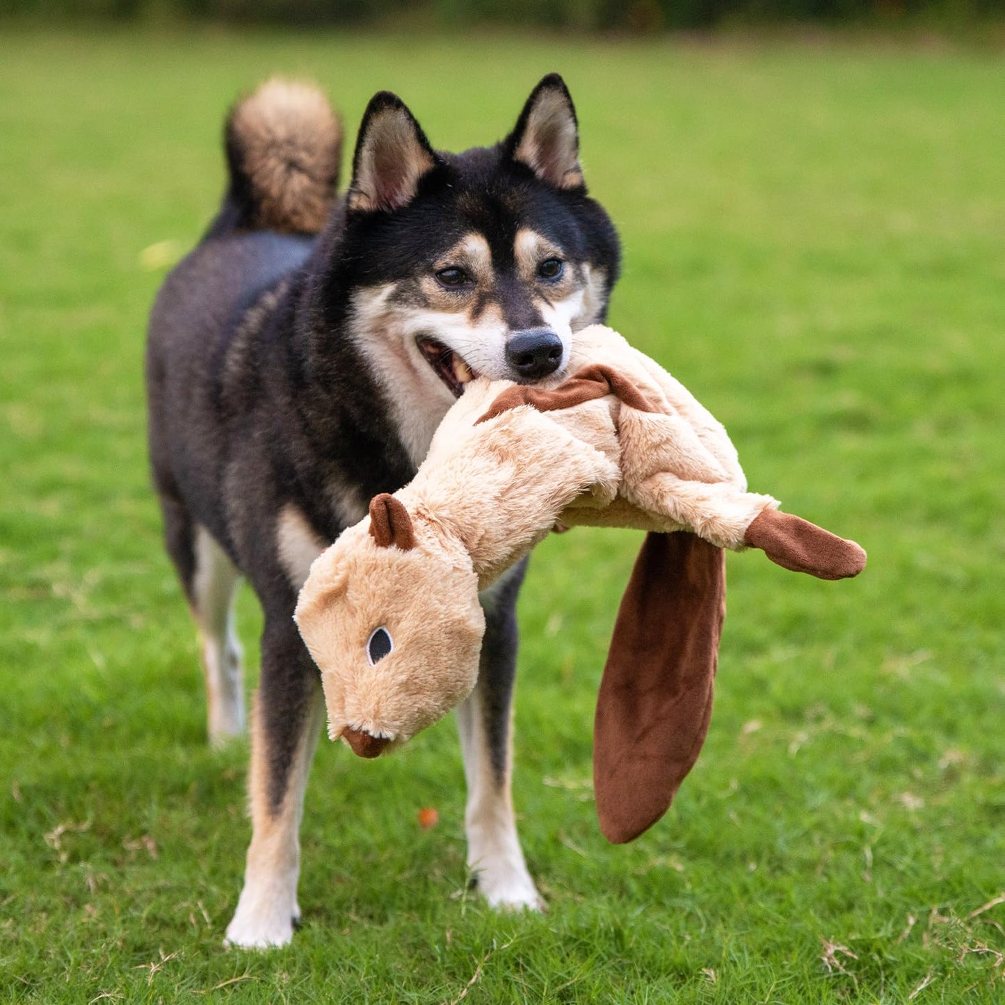 Best Pet Supplies 2-in-1 Stuffless Squeaky Dog Toys with Soft, Durable Fabric for Small, Medium, and Large Pets, No Stuffing for Indoor Play, Supports Active Biting and Play - Squirrel, Small