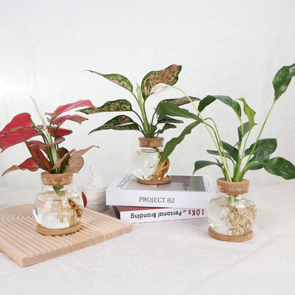 CHPINDAM Plant Propagation Station,Hydroponic Glass Container Vase Jars, with Wooden Saucer for Desks, Houses, Garden Decorations, Home Kitchen Decorations and Gifts for Plant Lovers (2)