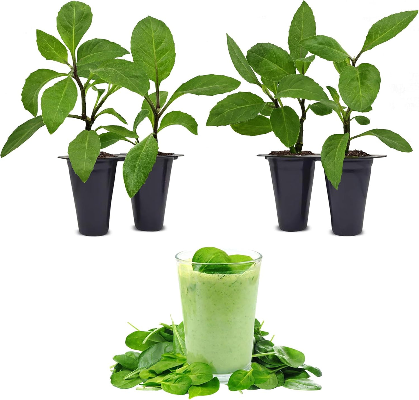 (4 Pack) Longevity Spinach Plant | Real Live Vegetable Plant for Sale | Nutrient-Rich Superfood | Easy to Grow Live