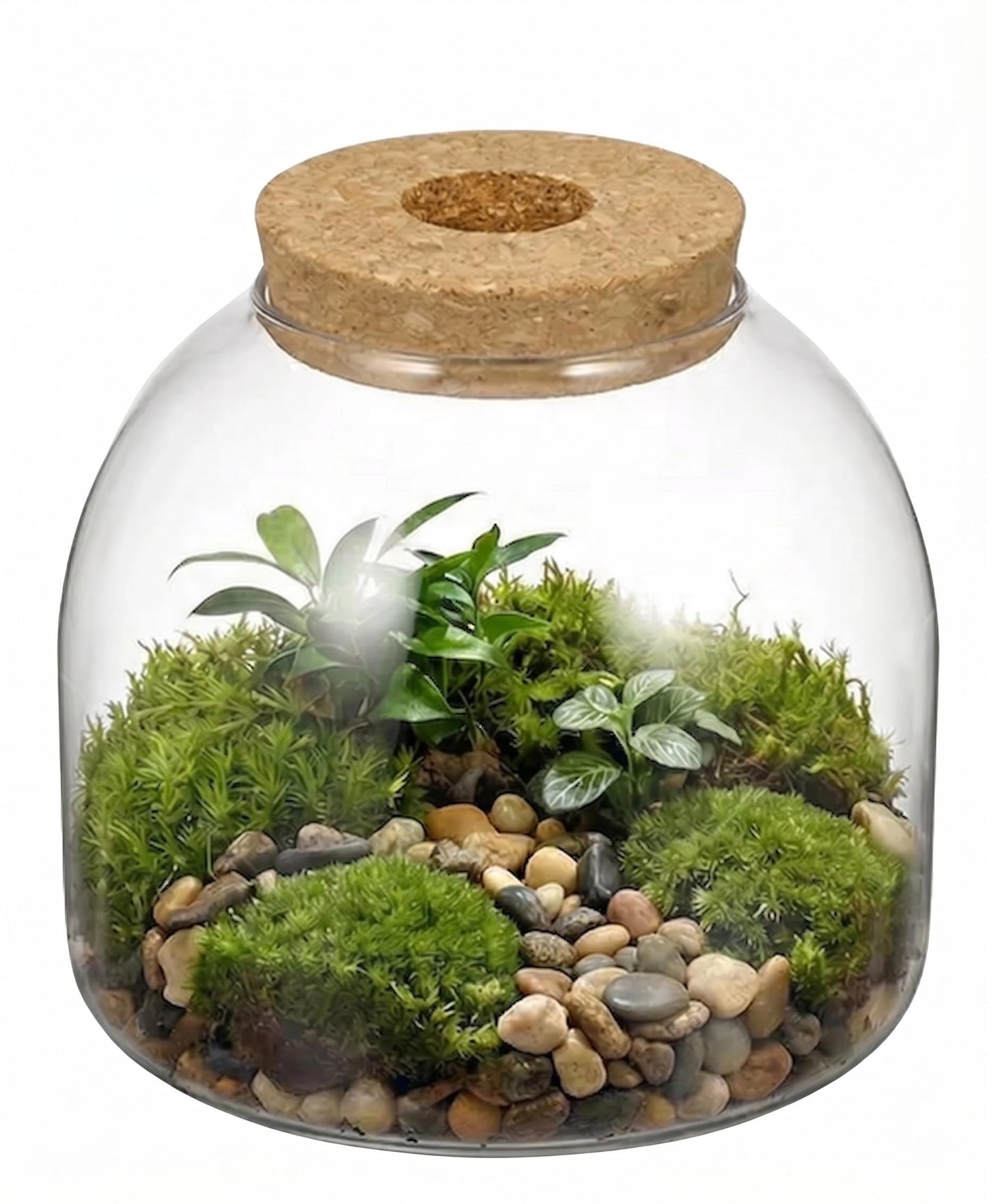 NUOBESTY Glass Terrarium Jar with Cork Lid, Hydroponic Plant Propagation Vase, Clear Round Betta Fish Bowl Tank for Moss Succulent Indoor Desktop Home Decor