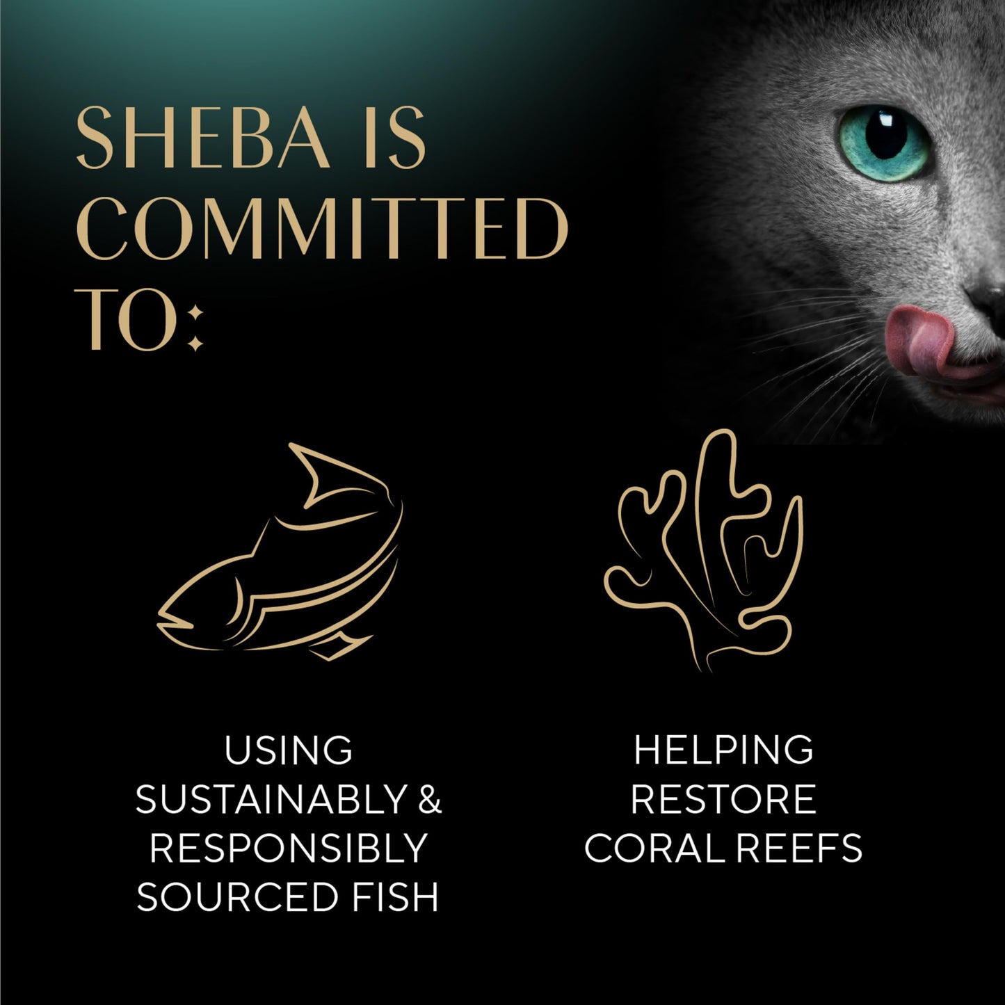 Sheba Perfect Portions Wet Cat Food Cuts in Gravy Variety Pack, with Sustainable Tuna and Roasted Chicken Entree, 2.6 oz. Twin-Pack Trays (6 Count, 12 Servings) (Pack of 2)