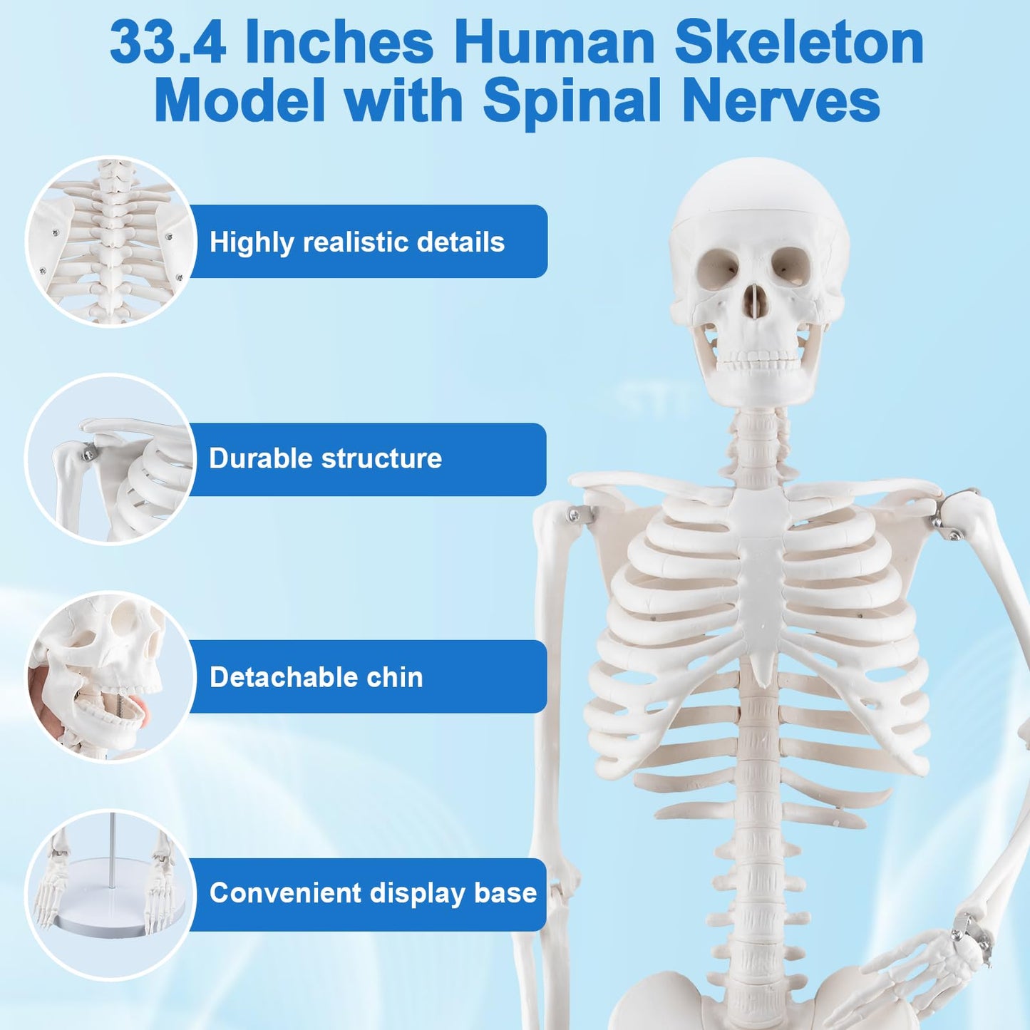 TYRRDE 33.4-Inch Human Skeleton Model – Mini Skeleton Anatomy Model with Removable Arms & Legs, Durable Structure and Clear Anatomical Details, Ideal Skeleton Model for Study and Display (Beige)