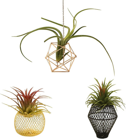 ROJAX Pack 3 3 5 5 of Air Plant Metal Stand, Black, Rose Gold, Indoor/Outdoor, in H x in W x in D