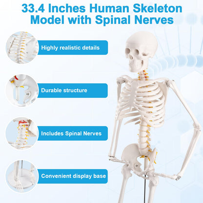 TYRRDE 33.4-Inch Human Skeleton Model – Mini Skeleton Anatomy Model with Nerves, Removable Arms & Legs, Scientific Study Painted Skeleton Model for Clear, Realistic Details with Display Base (Beige)