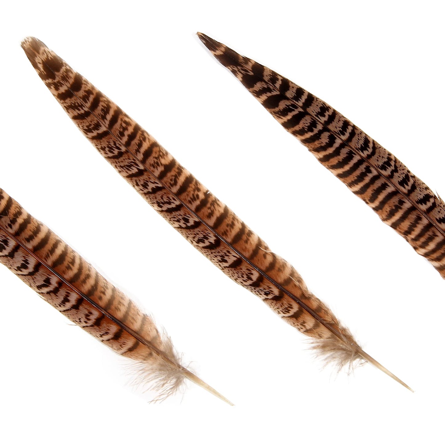 20pcs Female Pheasant Feather Natural Ringneck Tails Feathers 8-10inch 20-25cm for Crafts Home Wedding Party Performance DIY Decoration Pheasant Feather,Female Pheasant Feathers