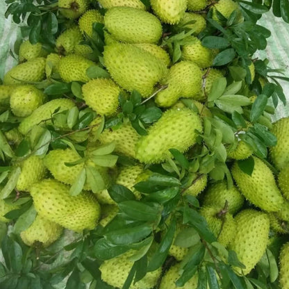 Soursop Fruit Powder | 100% Pure Graviola Pulp | Sweet, Tropical Flavor | Smoothies, Drinks & Recipes | 4oz Resealable Pouch