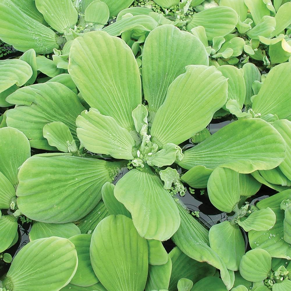 PlantBros 3 Bundle of Water Lettuce Aquatic Live Plant Pistia Stratioes Floating
