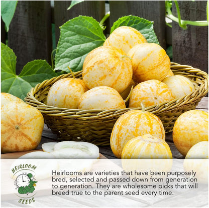500 (1 Pack) Seed Needs, Calabrese Broccoli Seeds - Heirloom Seeds for Planting Brassica oleracea - Non-GMO & Untreated