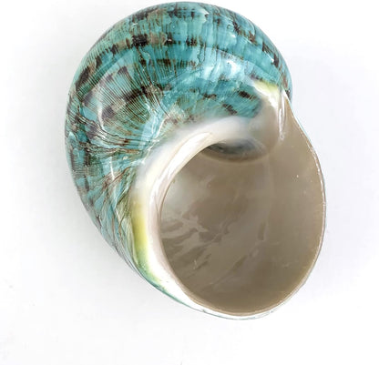 Worlds 3-1/2"~4" Inch Large Polished Green Jade Turbo Sea Shells&Hermit Crab Sea Shells,Turbo Shells