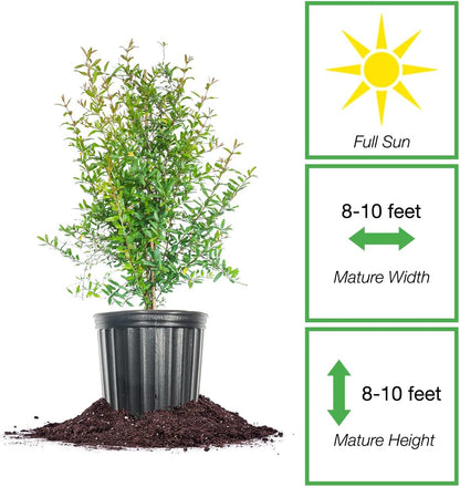 1 Russian Pomegranate in a Gal. Grower's Pot | Cold Hardy Drought Tolerant | Yields Large Delicious Fruit | Real Dwarf