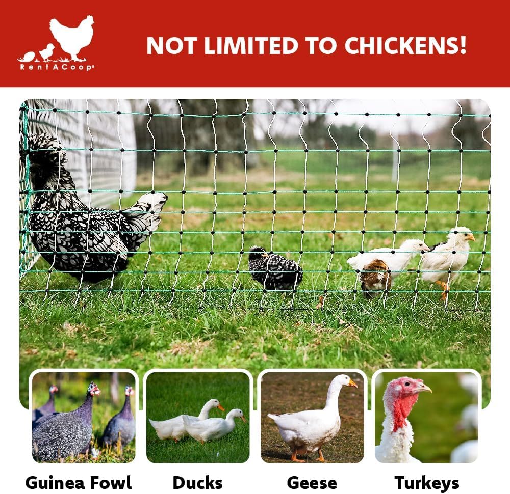 RentACoop Poultry Netting Electric Fence - Electric Poultry Enclosure for Chickens, Ducks, Turkeys - Suitable for 4 Week Old Chickens/Older and Adult Poultry - Energizer Not Included - 168' L x 48" H