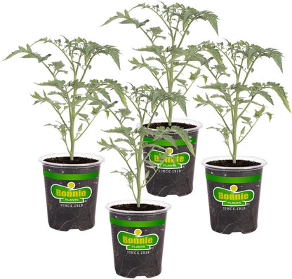 19.3 oz., 4-Pack, Bonnie Plants Black Cherry Tomato, Live Plants