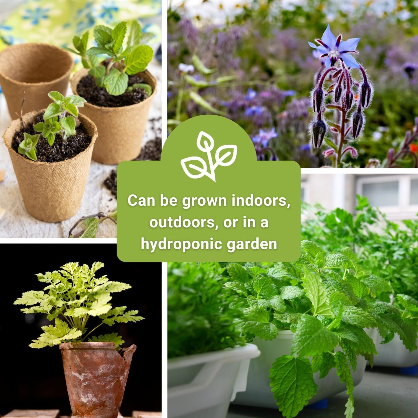 Sow Right Seeds - Extra Large Medicinal Herb Seed Collection for Planting - Lemon Balm, Lavender, Yarrow, Echinacea