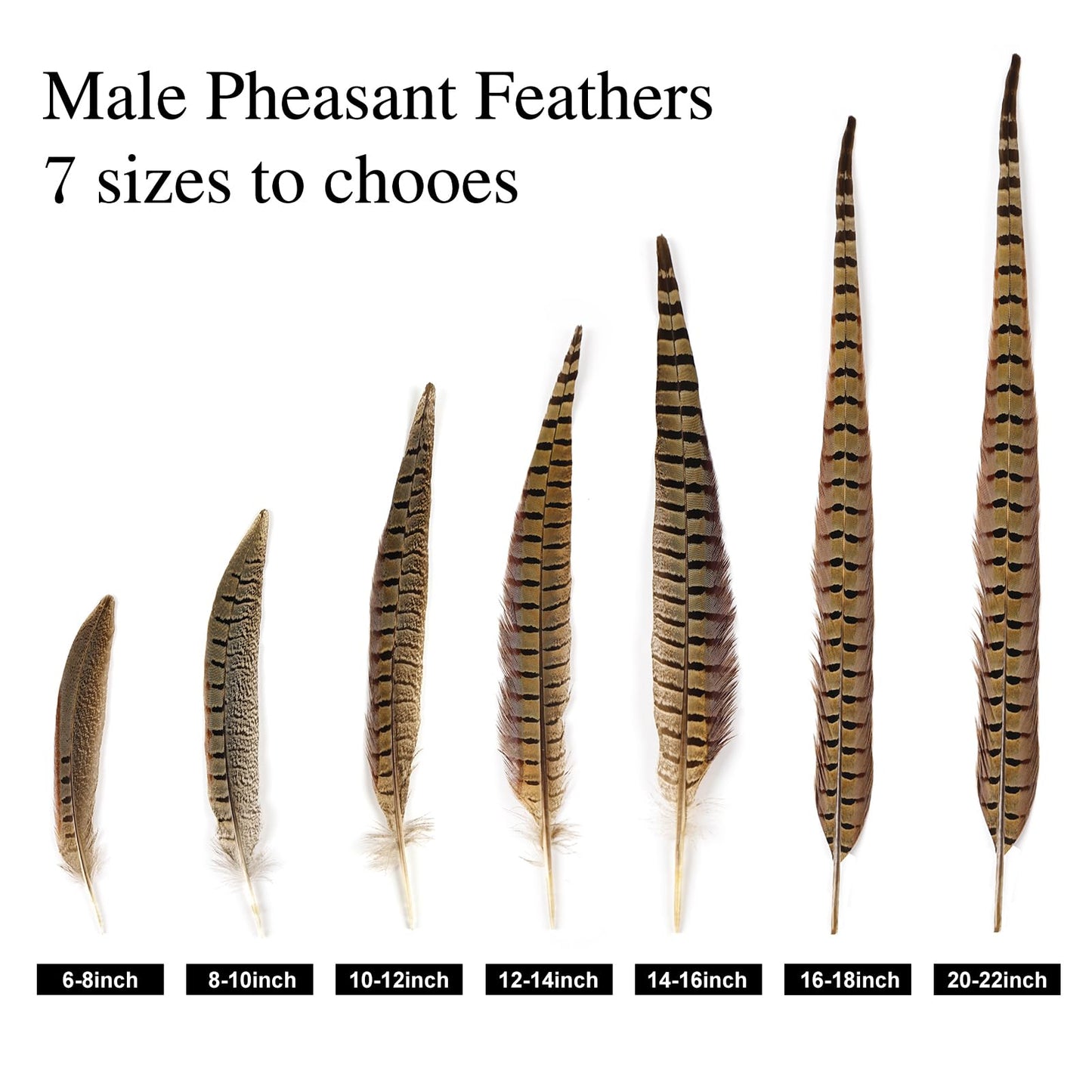 MAOFENG 12pcs Natural Feathers Male Ringneck Pheasant Tails Feathers 10-12inch 25-30cm for Crafts Wedding Party Performance Home DIY Decoration,Male Pheasant Feathers