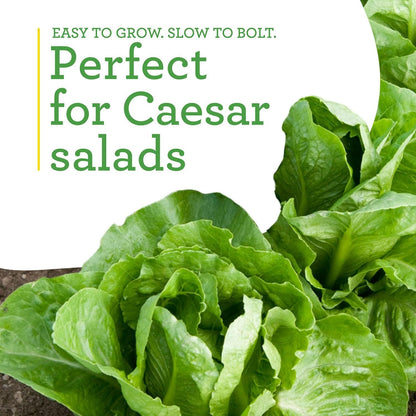 19.3 oz. 4-pack Bonnie Plants Green Romaine Lettuce