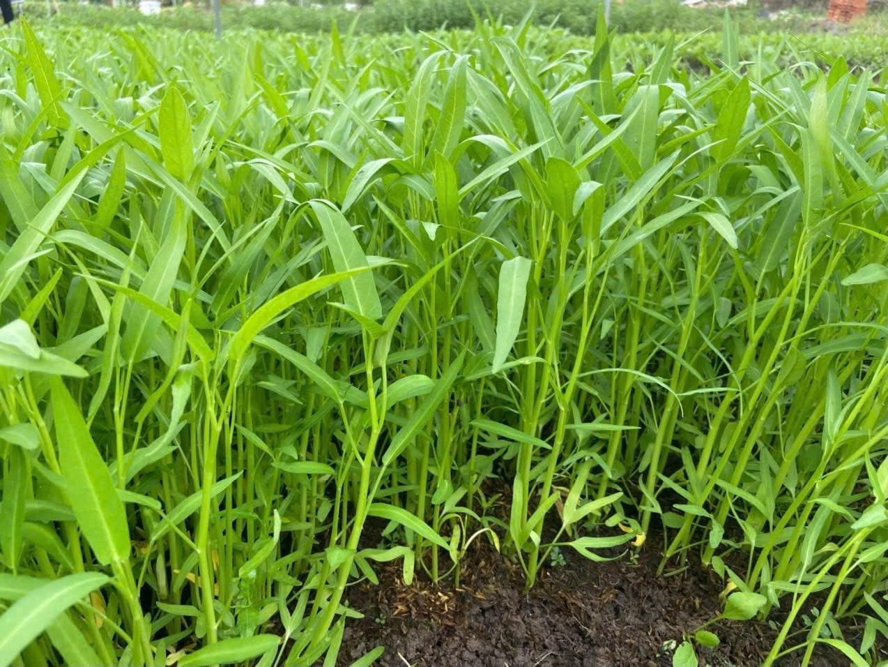 Generic 1000+ Organic Water Spinach Seeds Kangkong, Ong Choy, Rau Muong Heirloom, Non-GMO, USA Grown - Asian Vegetable