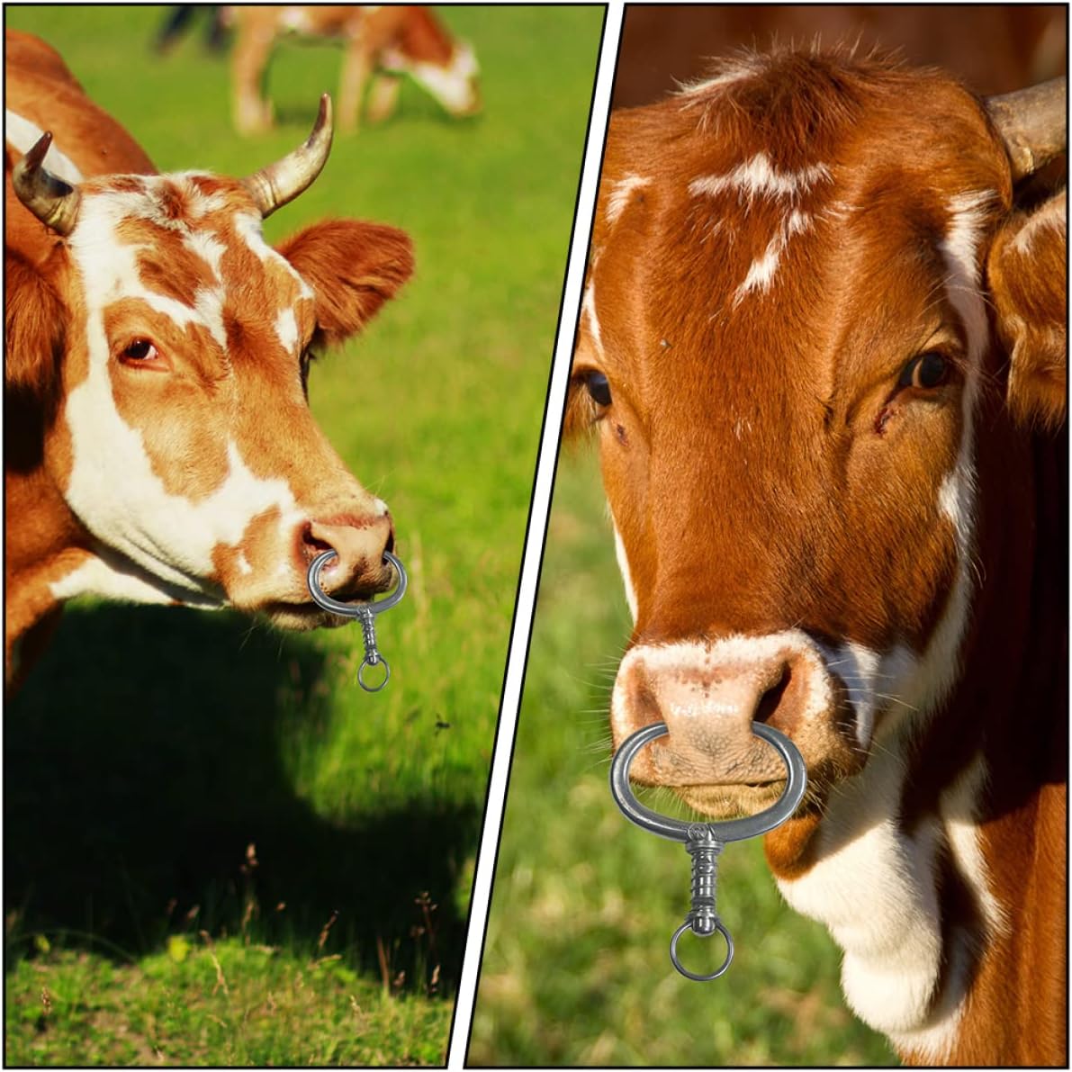 YARNOW Spring Loaded Bull Nose Ring for Cattle, Stainless Steel Tongs and Livestock Supply Tools