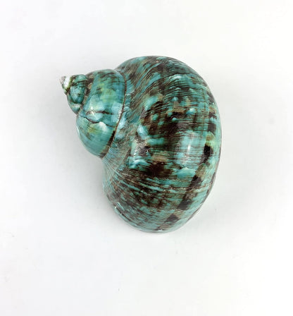 Worlds 3-1/2"~4" Inch Large Polished Green Jade Turbo Sea Shells&Hermit Crab Sea Shells,Turbo Shells