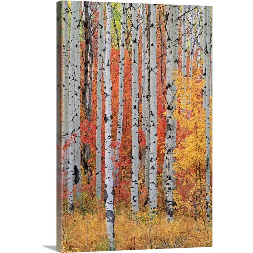 CANVAS ON DEMAND A Forest of Aspen and Maple Trees in the Wasatch Mountains, Utah Canvas Wall Art Print, Home Decor, Season, United States Artwork,40" x60in