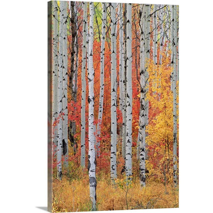 CANVAS ON DEMAND A Forest of Aspen and Maple Trees in the Wasatch Mountains, Utah Canvas Wall Art Print, Home Decor, Season, United States Artwork,40" x60in