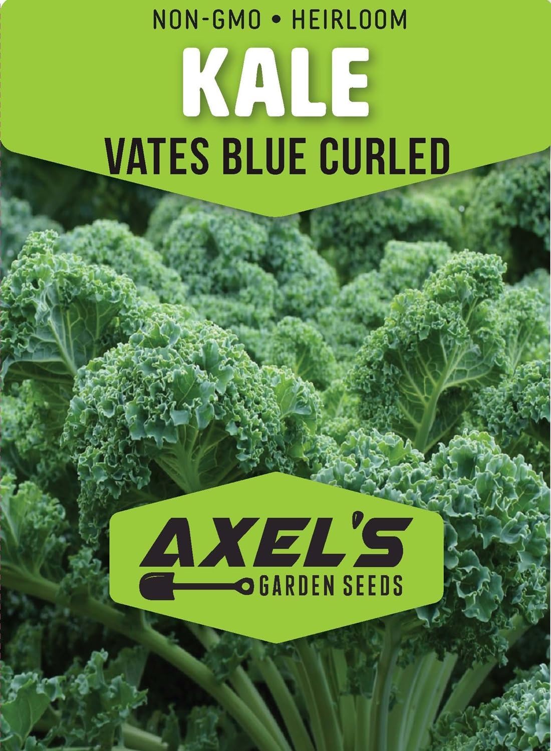 Axel's Garden Seeds 2 Packets Curled Blue Kale Seeds for Planting Plant & Grow Heirloom Non-GMO Curled Blue Vates Kale