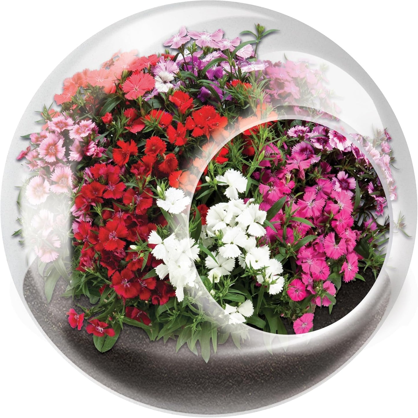 Unique Gardener Tiny Terrarium Plant Seeds 6 Variety Pack, DIY Indoor Succulents and Live Plants for Home or Garden Planting, Assorted Flowering Pack