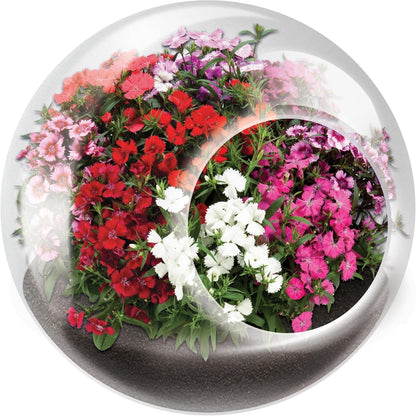 Unique Gardener Tiny Terrarium Plant Seeds 6 Variety Pack, DIY Indoor Succulents and Live Plants for Home or Garden Planting, Assorted Flowering Pack