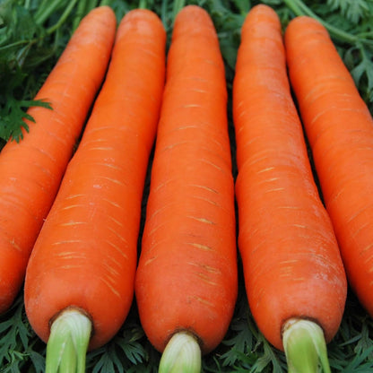 NIKA SEEDS 1000 Seeds Vegetable Carrot Red Giant - Seeds
