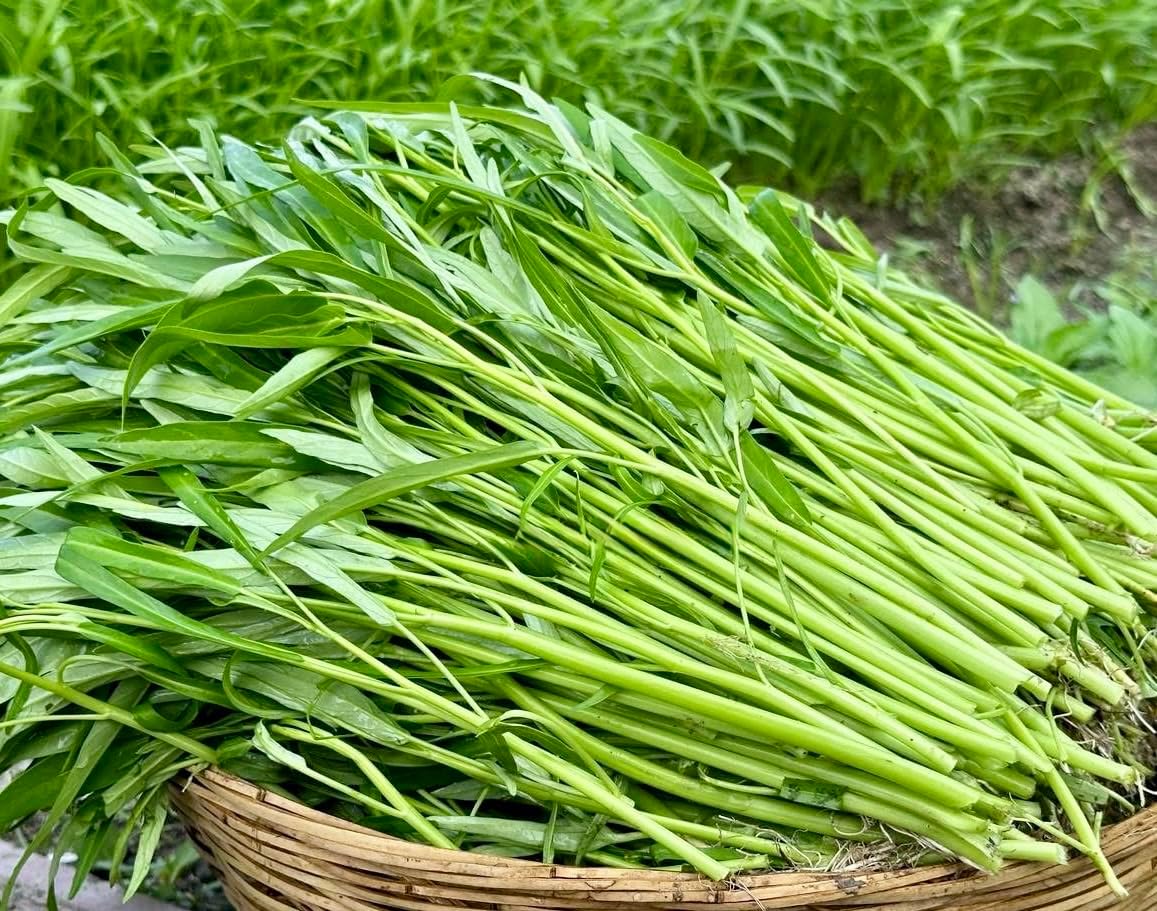 Generic 1000+ Organic Water Spinach Seeds Kangkong, Ong Choy, Rau Muong Heirloom, Non-GMO, USA Grown - Asian Vegetable
