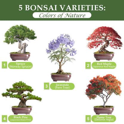 5 DIY Bonsai Tree Kit for Beginners, Complete Indoor Gardening Starter Kit with Seeds, Soils, Pots & Tools, Unique Birthday Gifts Ideas for Women, Men