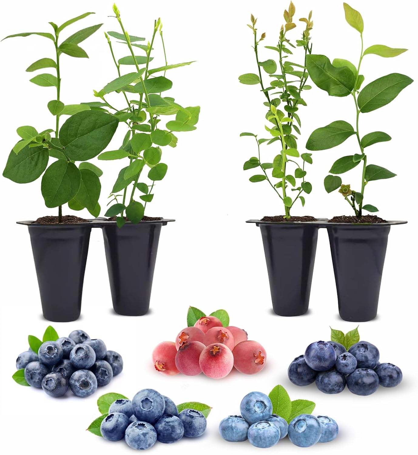 (4 Pack) Blueberry Plants Collection Edible Fruit Plant from Our Optimal Picks | Easy to Grow Plants for Sustainable