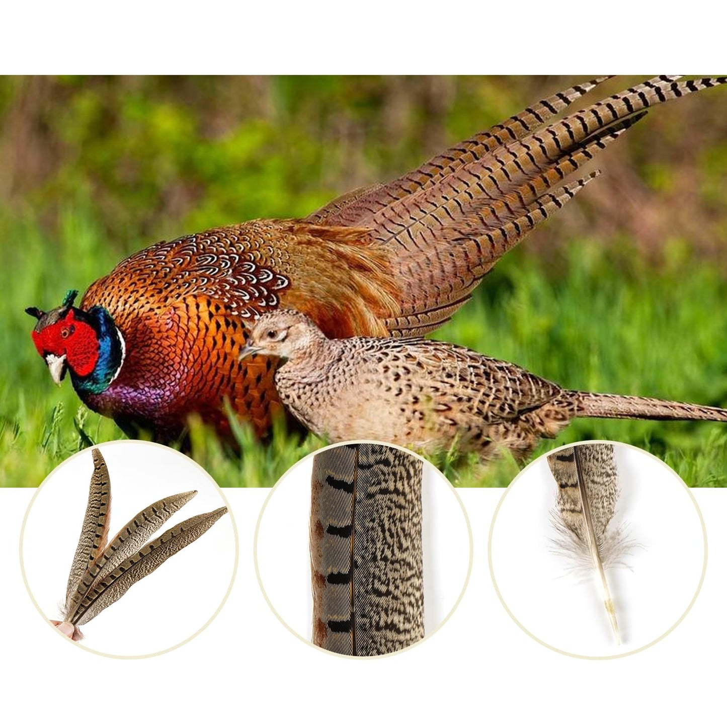 MAOFENG 12pcs Natural Feathers Male Ringneck Pheasant Tails Feathers 8-10inch 20-25cm for Crafts Wedding Party Performance Home DIY Decoration,Male Pheasant Feathers