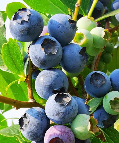 200 Blueberry Seeds for Planting Pcs