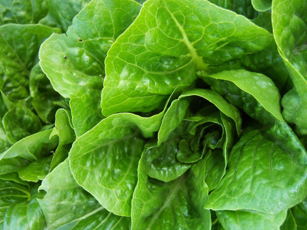 Liliana's Garden Lettuce Seeds - Parris Island Cos - Romaine Type - Heirloom