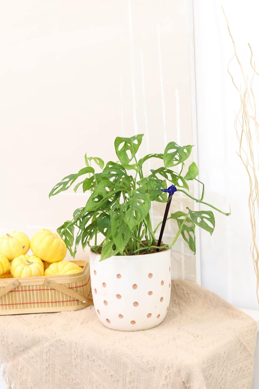 (4" Monstera Adansonii 'Swiss Cheese' Minimalist Pot w. Saucer) - Air-Purifying Houseplant with White Flowers - Live