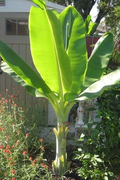 Buy Rare Seeds Ensete 5_Seeds glaucum | Snow Banana |