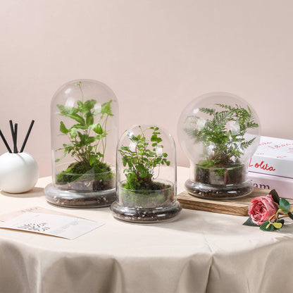 WHJY 6 inches Glass Cloche for Indoor Plants Small Terrarium Glass Cloche with Base Mini Cloche Dome with Base for Display Home Decor