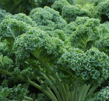 Axel's Garden Seeds 2 Packets Curled Blue Kale Seeds for Planting Plant & Grow Heirloom Non-GMO Curled Blue Vates Kale