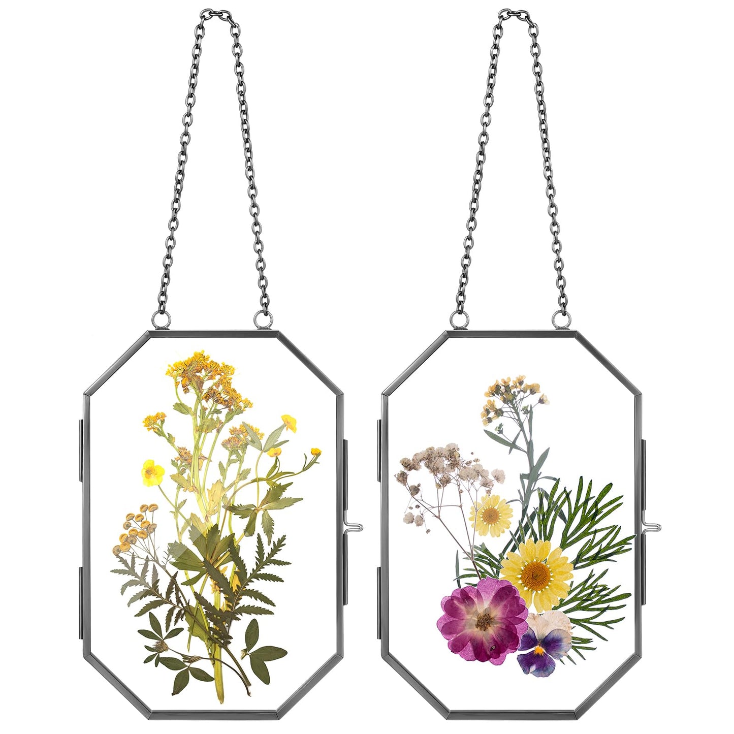Qunclay 2Pcs Pressed Flower Frames Floating Wall Hanging Double Glass Frames with Metal Chain for Display Dried Plant Specimen Picture Pretty Gifts for Mom Friends DIY Handy Craft(Black,4 x 6 Inch)