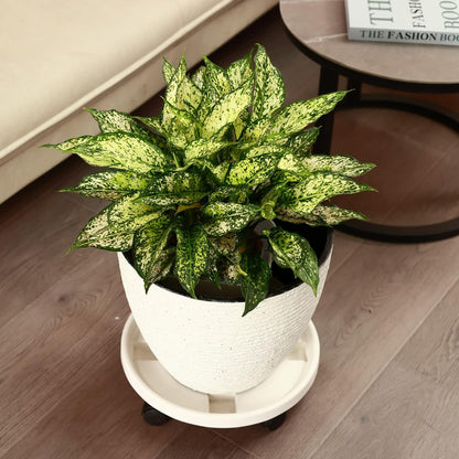 5 Packs 13" Large Plant Caddy with Wheels Rolling Wheeled Plant Stands Heavy-Duty Plastic Flower Pot Roller Base Movers