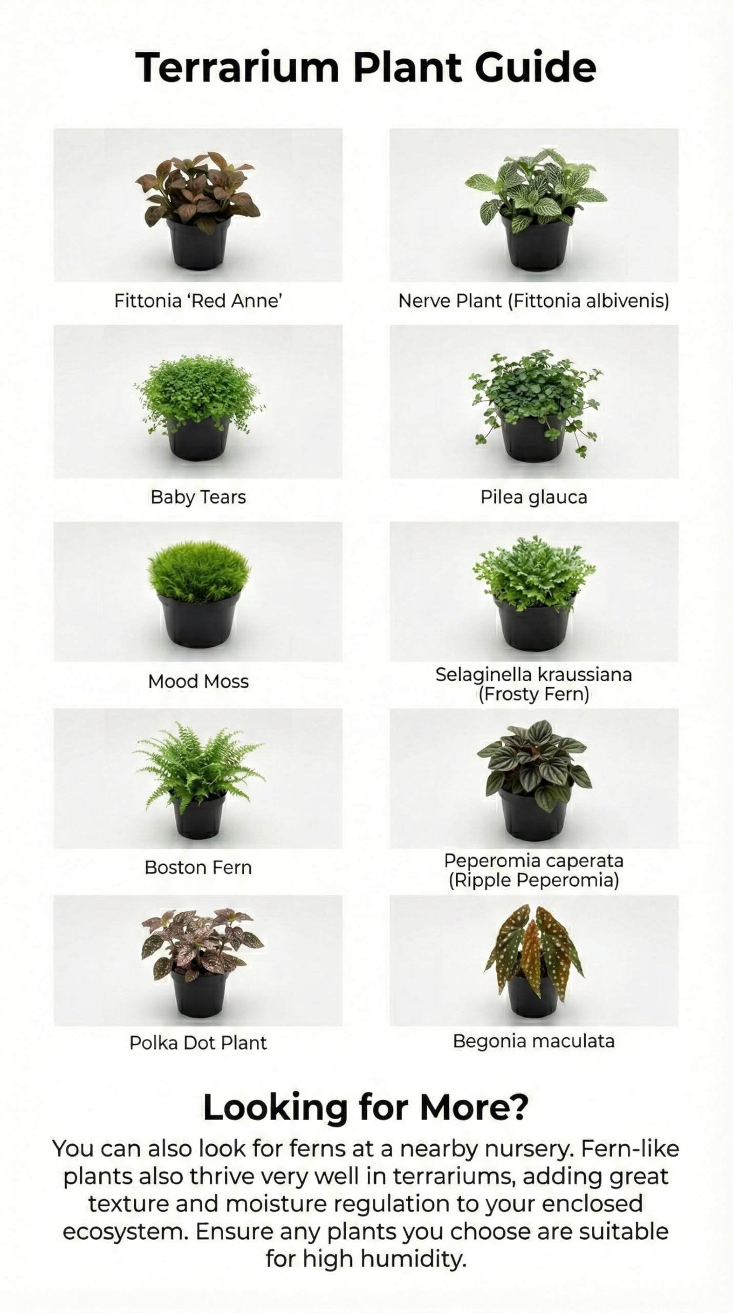 DIY Terrarium Kit with 13 Items Soil Pebbles Sphagnum Moss Activated Carbon Burlap Peat Moss Terrarium Tools Indoor Garden Make Your Own Terrarium